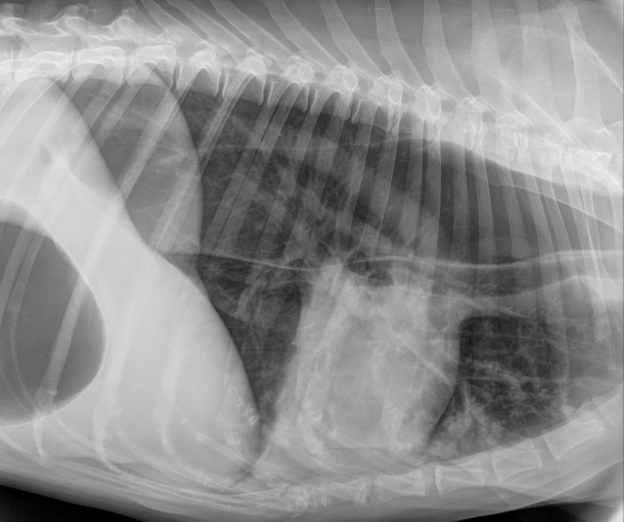 Lateral thorax, Irish Setter