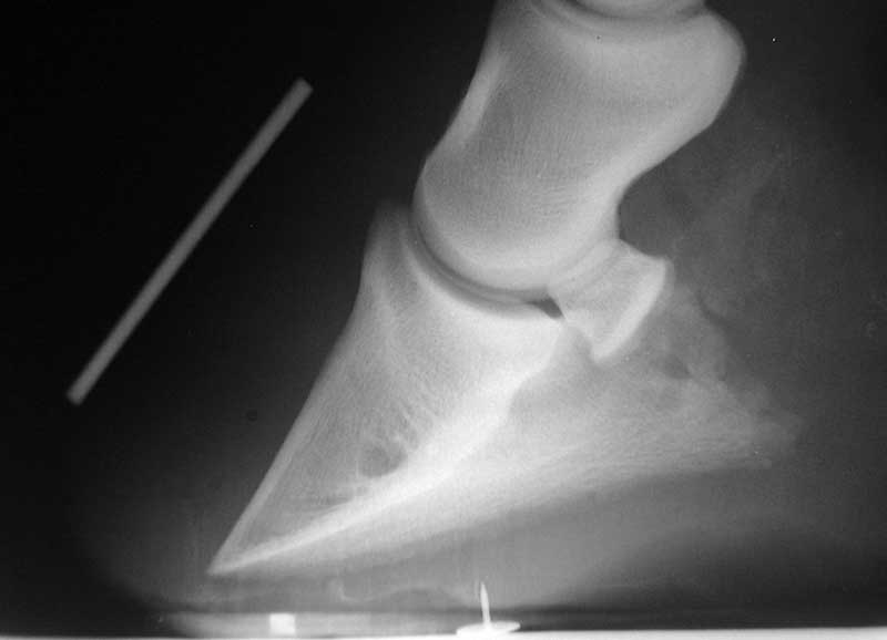 Lateral foot, horse