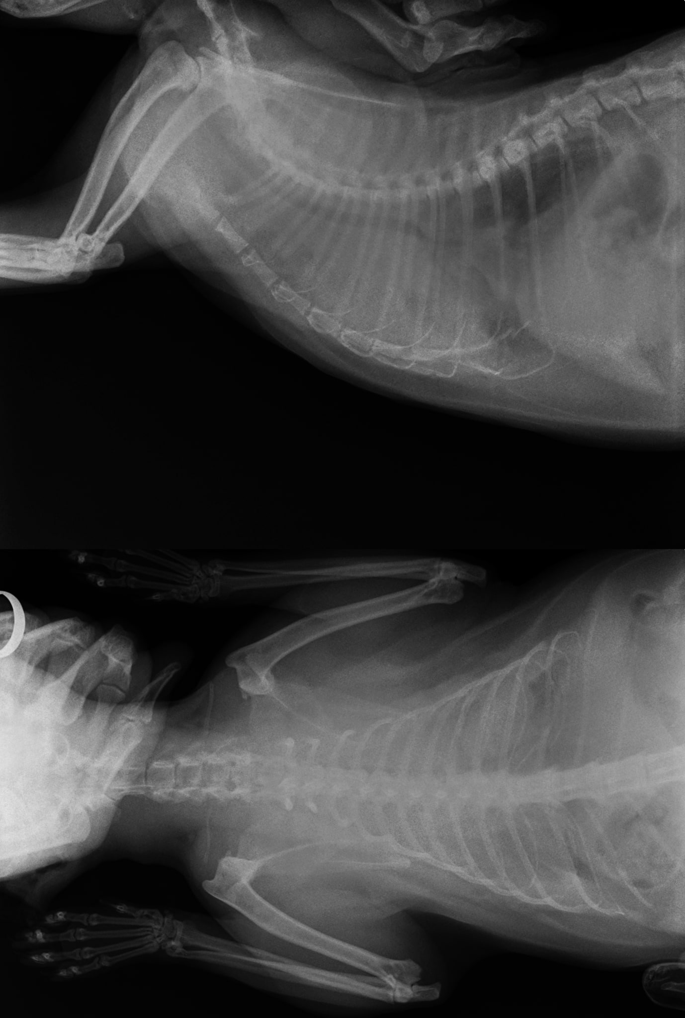 Two-view thorax, domestic cat